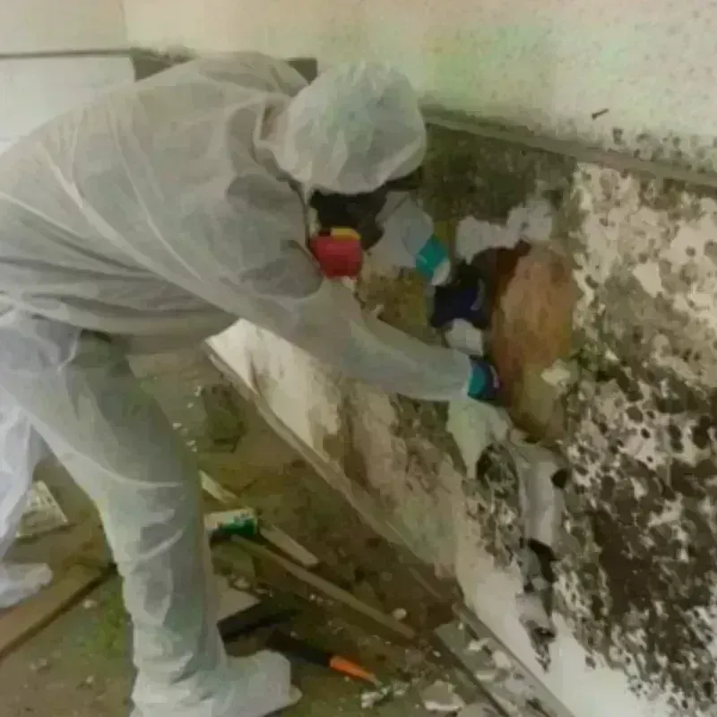 Mold Remediation and Removal in Springs, NY